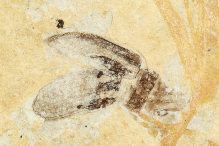 Fossil True Weevil (Curculionidae) Beetle - France #254568